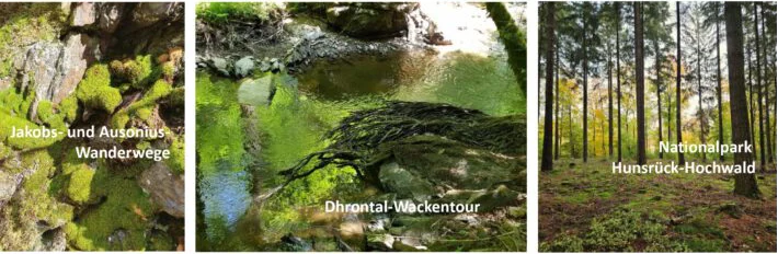 Felsen, Bach und Wald