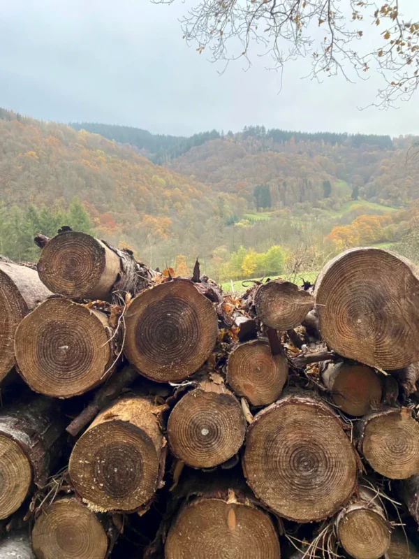 Gestapelte Baumstämme 
