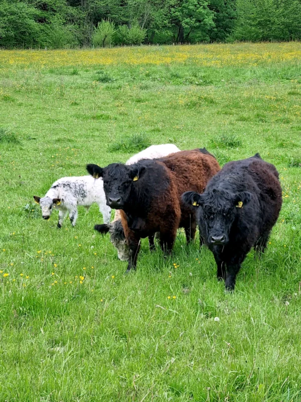 Galloway Rinder auf der Weide in Gräfendhron